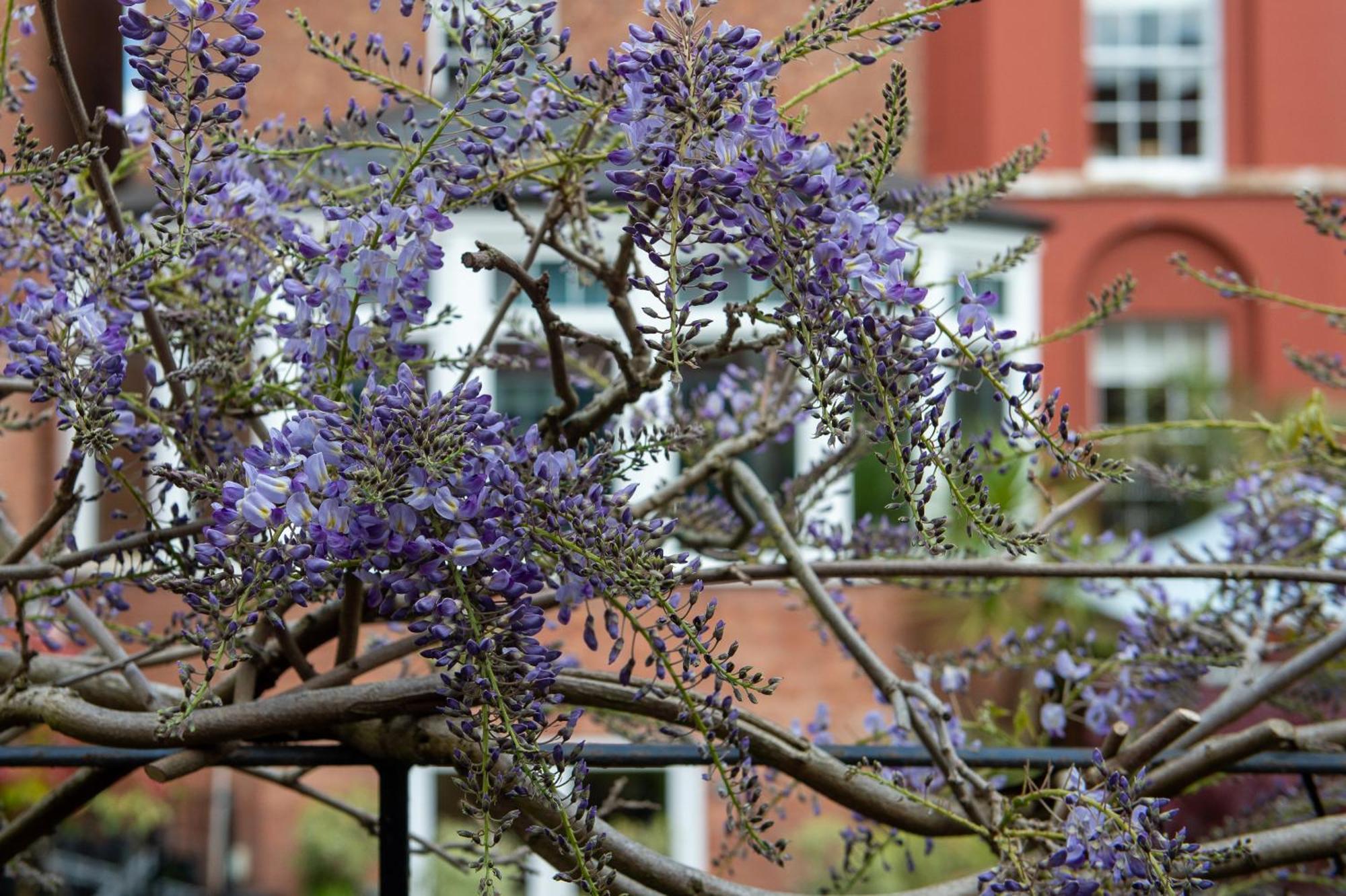 Bed and Breakfast Darwin'S Townhouse Шрусбери Экстерьер фото Wisteria sinensis